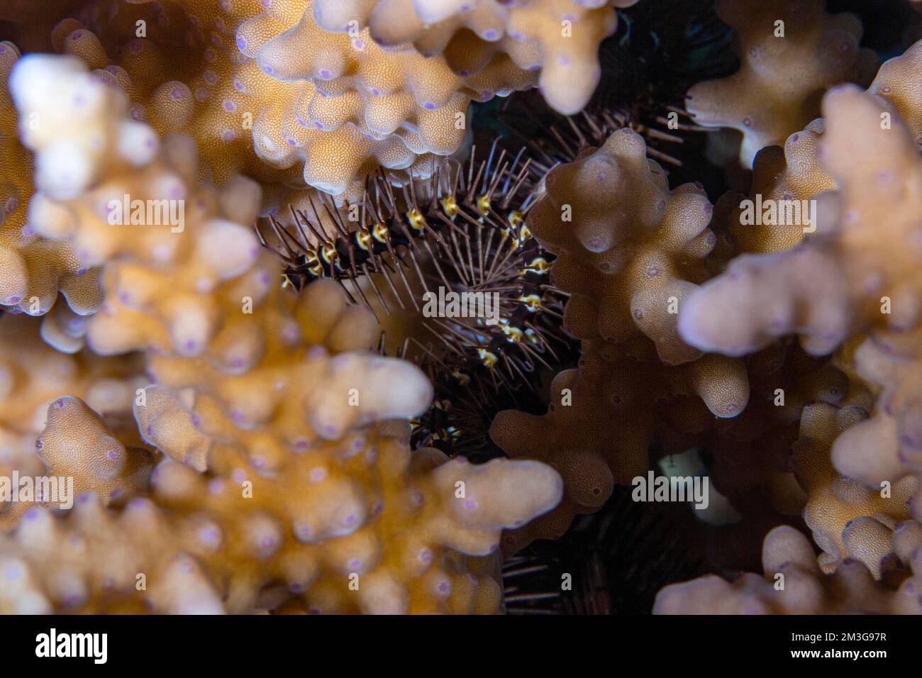 Brittle star in stone coral (Acropora), Red Sea, Dahab, Janub Sina, Egypt Stock Photo