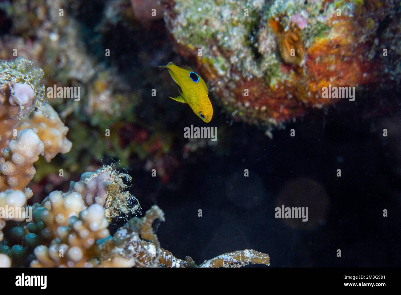 Coral Perch, juvenile, Red Sea, Dahab, Janub Sina, Egypt Stock Photo