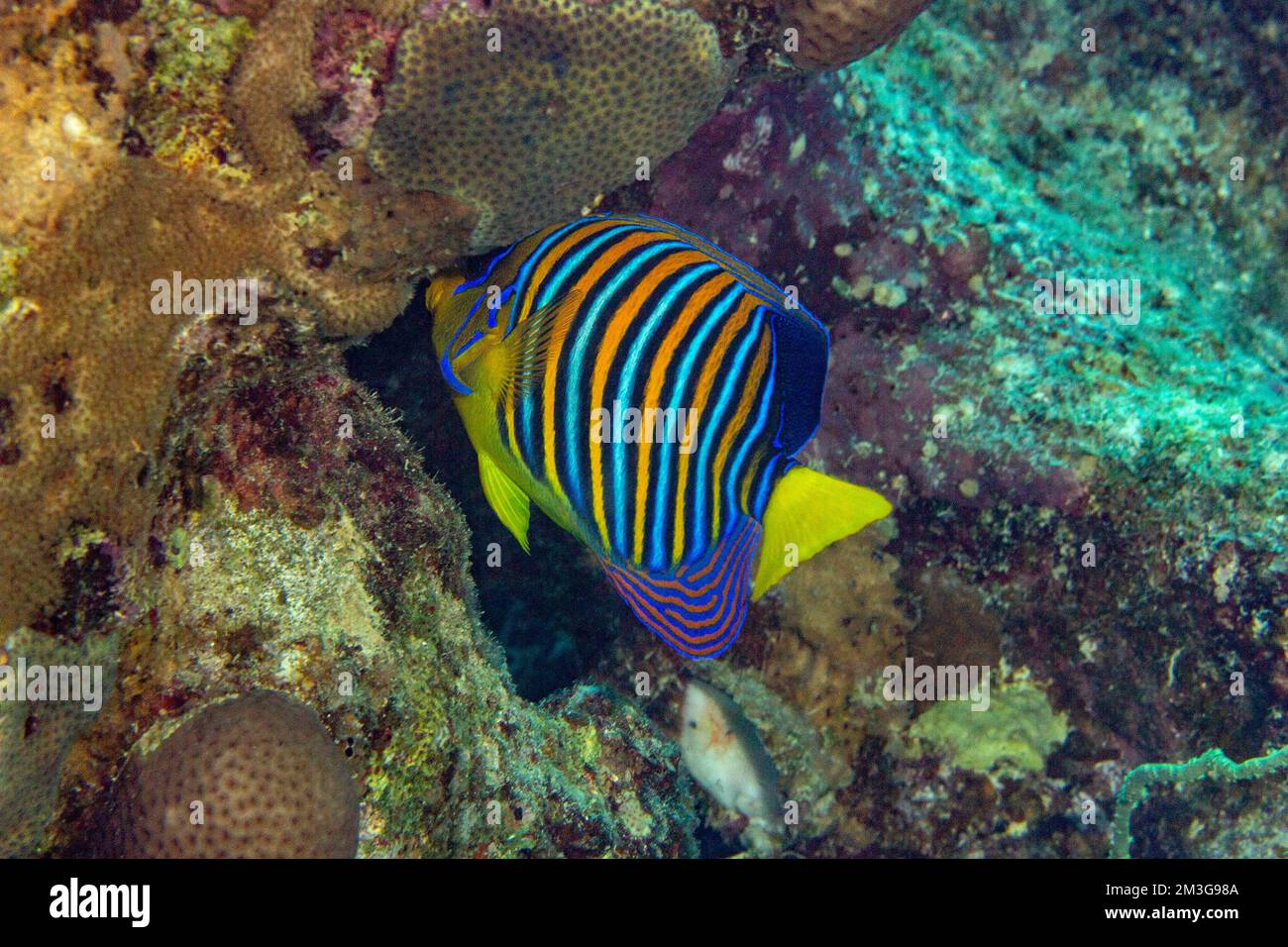 Royal angelfish (Pygoplites diacanthus), Red Sea, Dahab, Janub Sina, Egypt Stock Photo