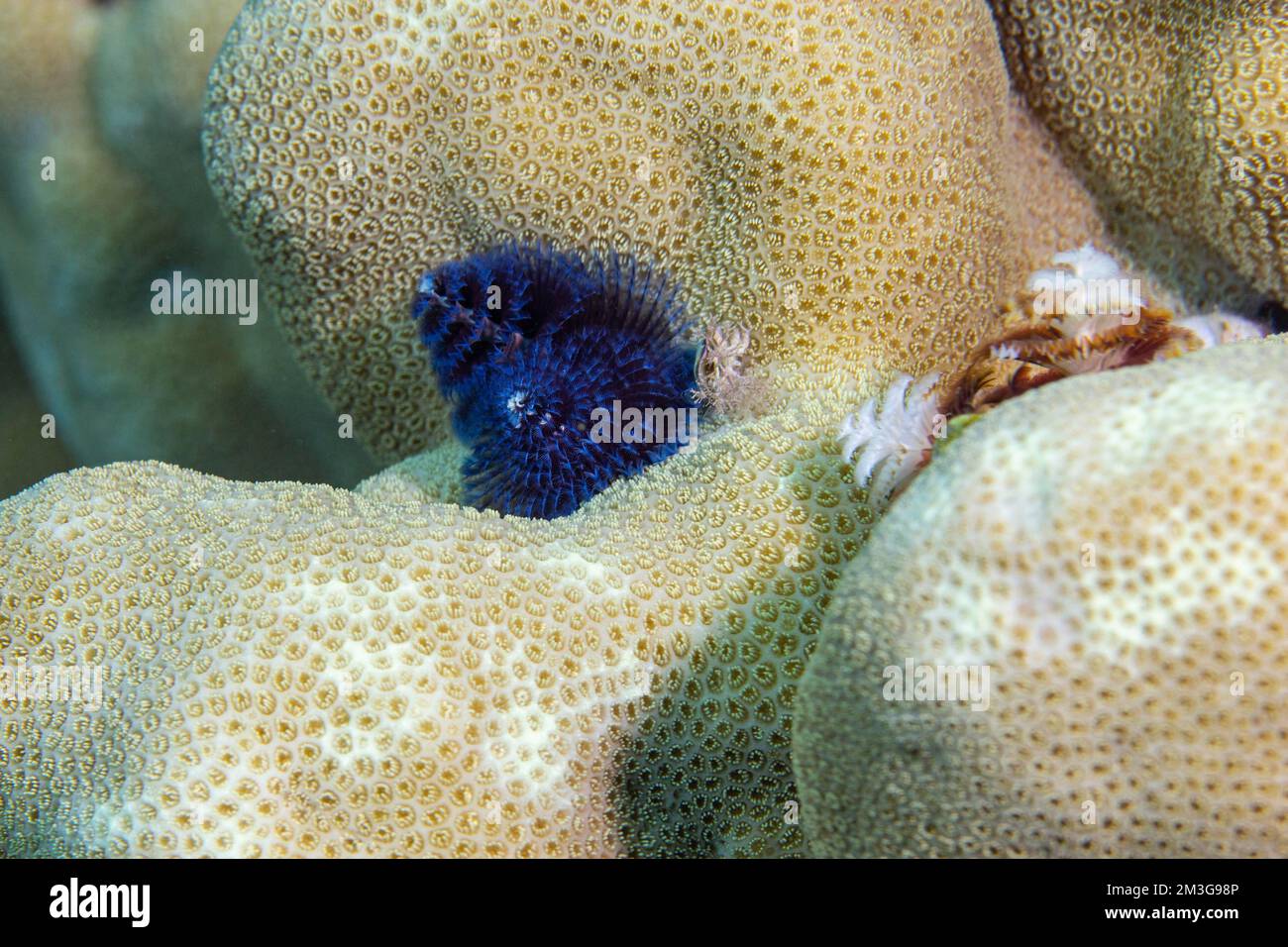 Christmas tree worm (Spirobranchus giganteus), on stone coral, Red Sea