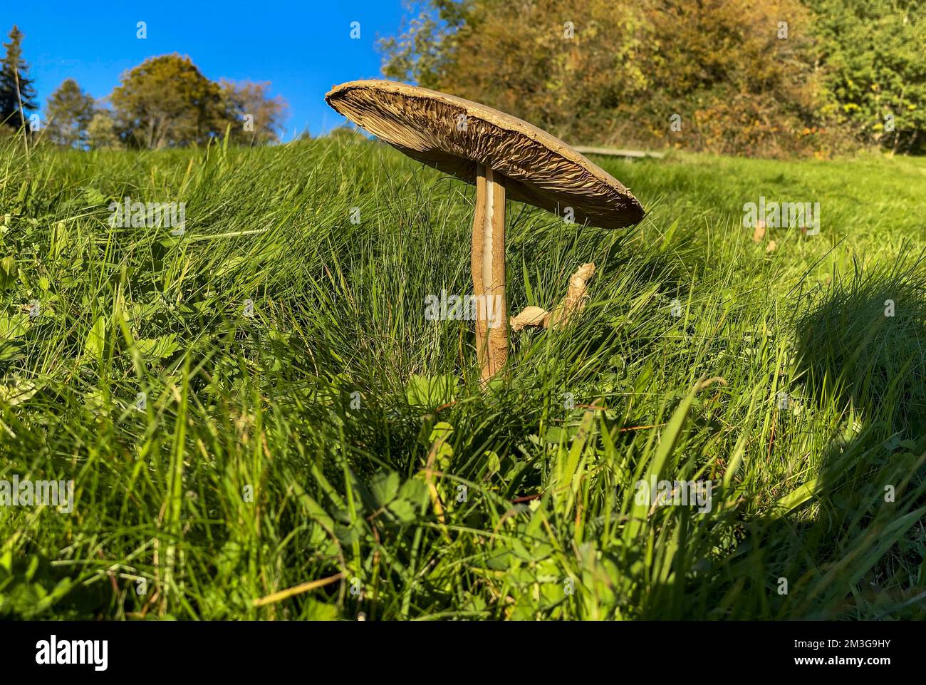 Field mushroom (Agaricus campestris) in autumn, Wuesthoechi, Solothurn, Switzerland Stock Photo