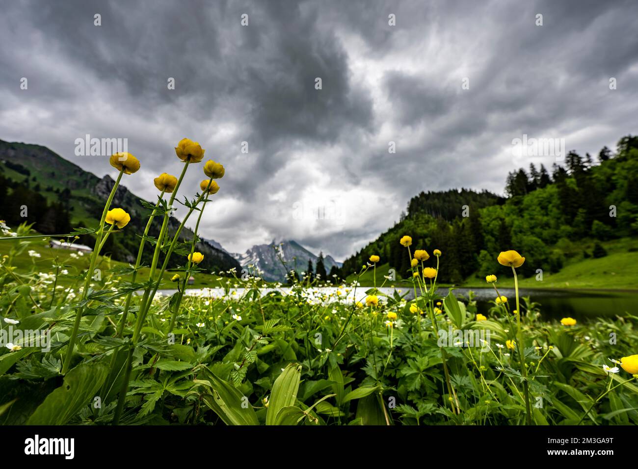 Globeflowers (Trollius europaeus) on a mountain meadow with Groeppelensee and Altmanngipfel in the background, Wildhaus, Appenzell, Switzerland Stock Photo