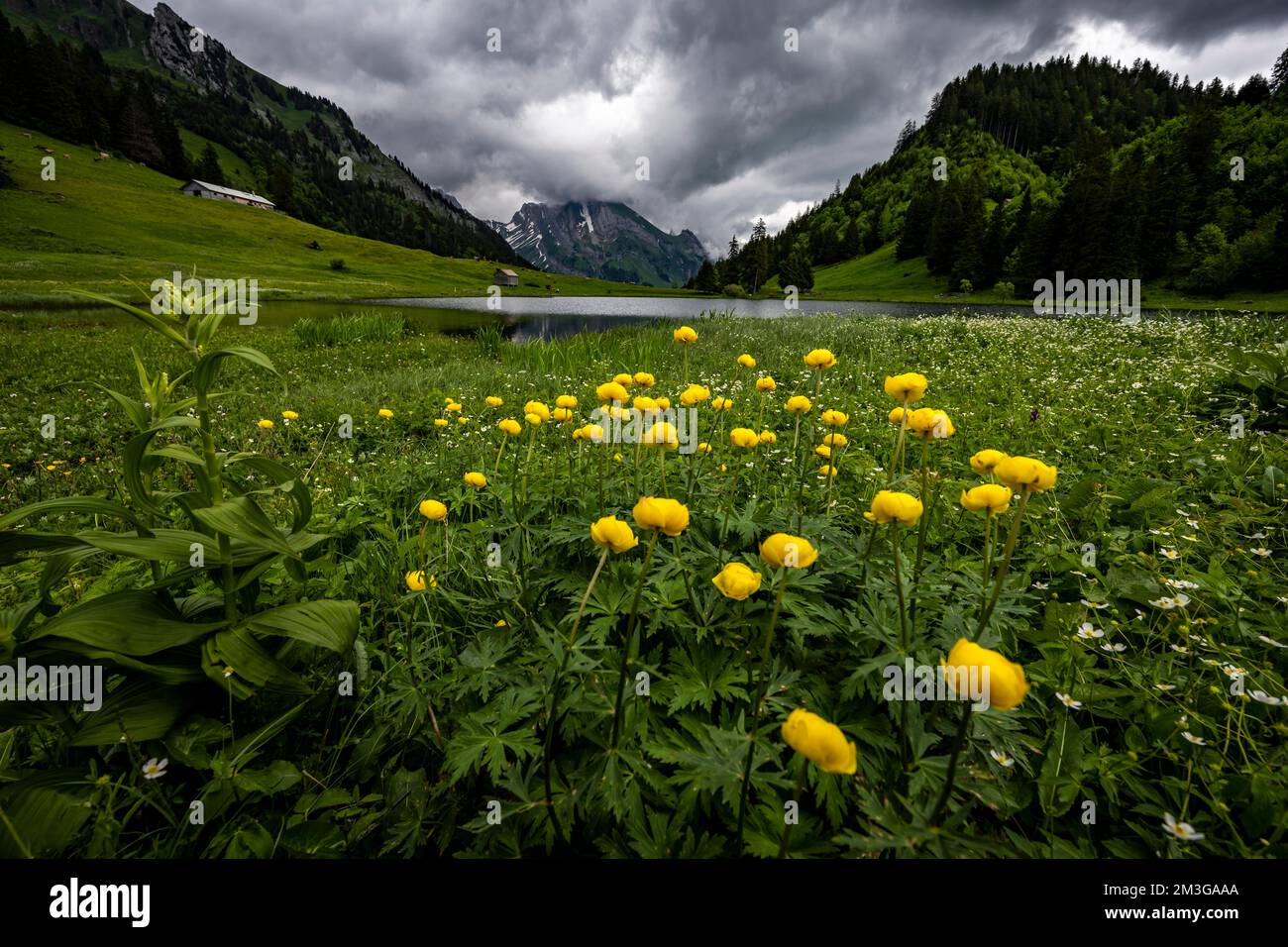 Globeflowers (Trollius europaeus) on a mountain meadow with Groeppelensee and Altmanngipfel in the background, Wildhaus, Appenzell, Switzerland Stock Photo
