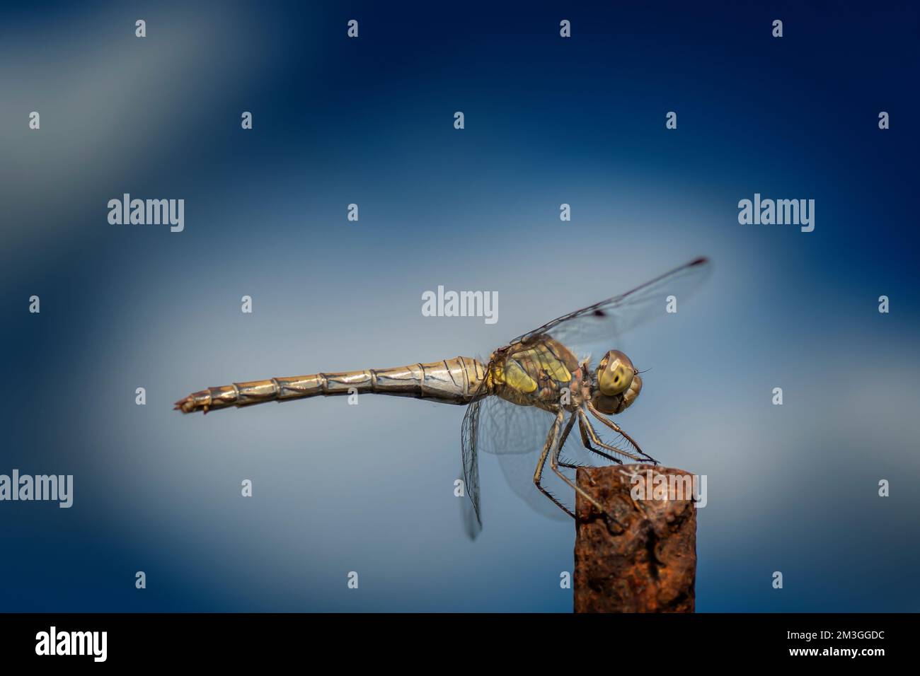 A selective focus of a dragonfly Stock Photo - Alamy