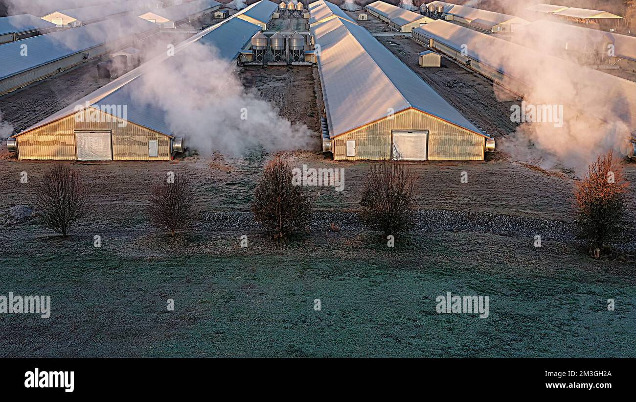 Aerial shot of modern commercial poultry broiler houses on a chicken