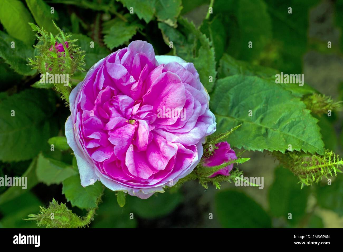 Provence rose (Rosa centifolia), known since 1596 Stock Photo