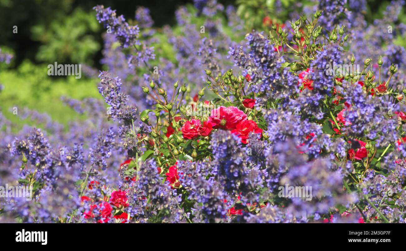 Rose and lavender flower bed hires stock photography and images Alamy