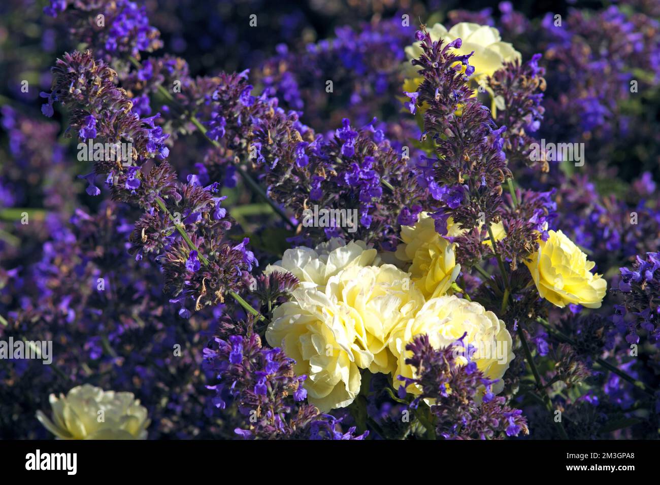 Rose and lavender flower bed hires stock photography and images Alamy