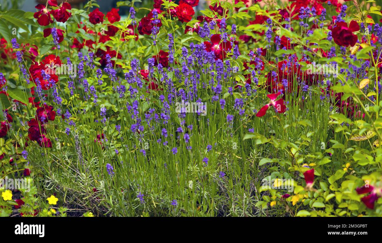 Rose and lavender flower bed hires stock photography and images Alamy