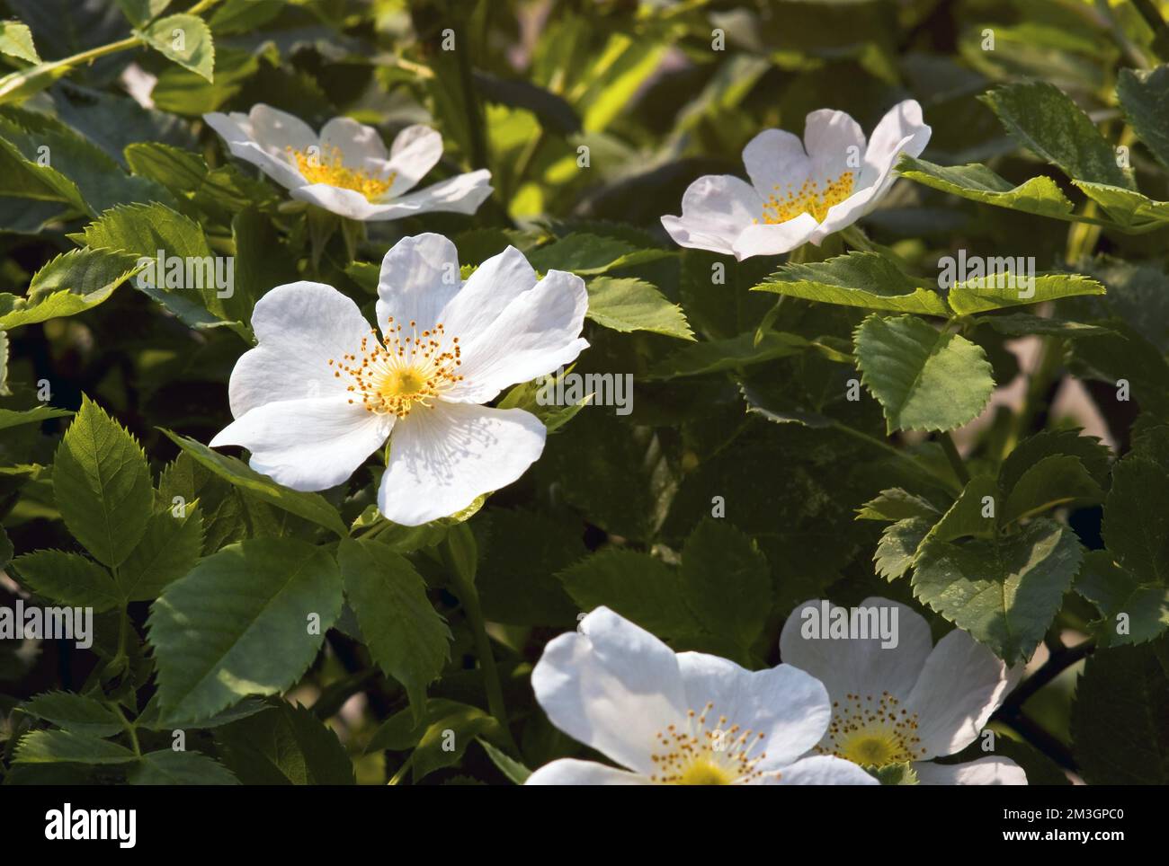 Francis lester rose hi-res stock photography and images - Alamy