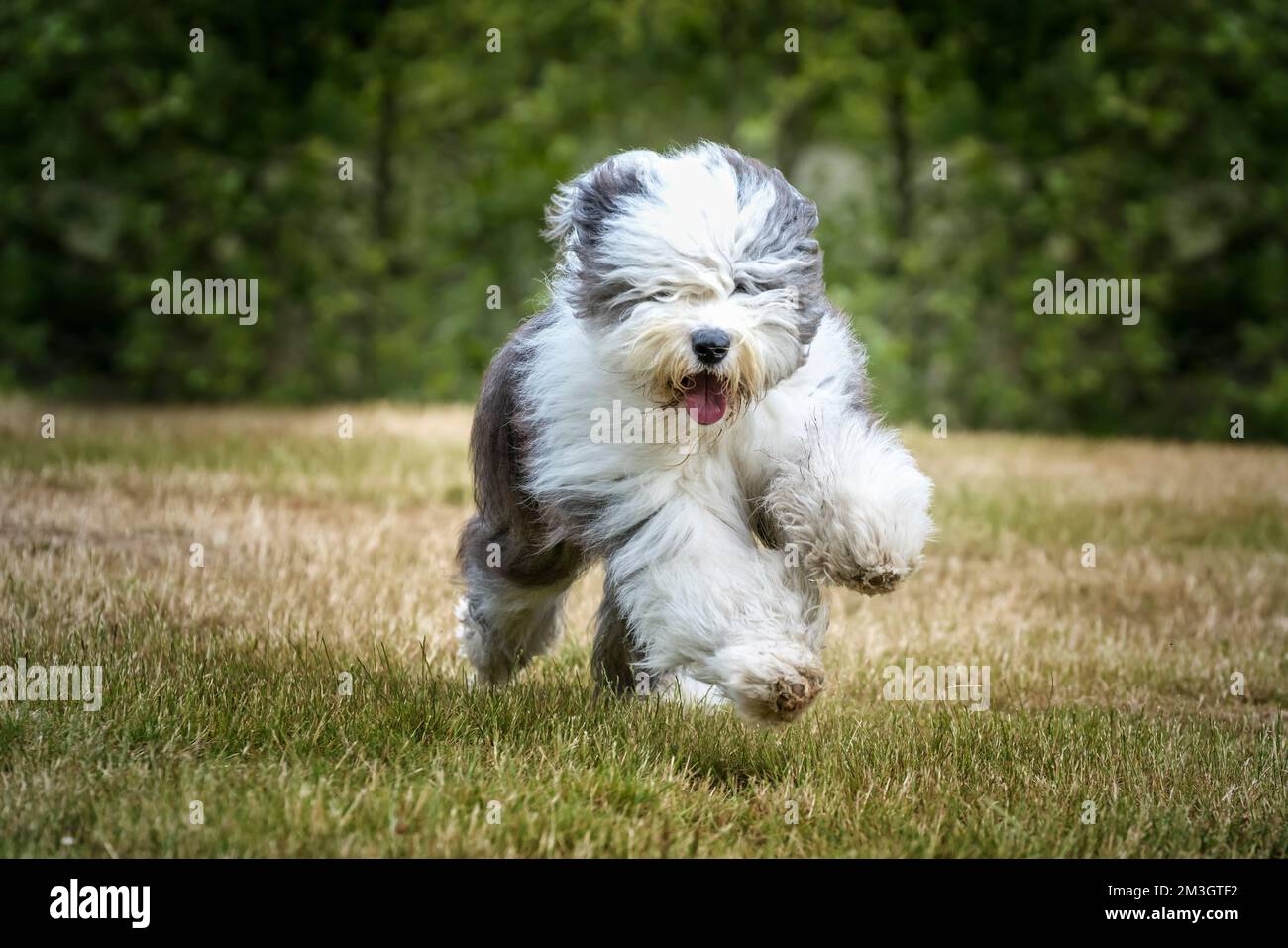 Viejo Pastor ingles corriendo Stock Photo