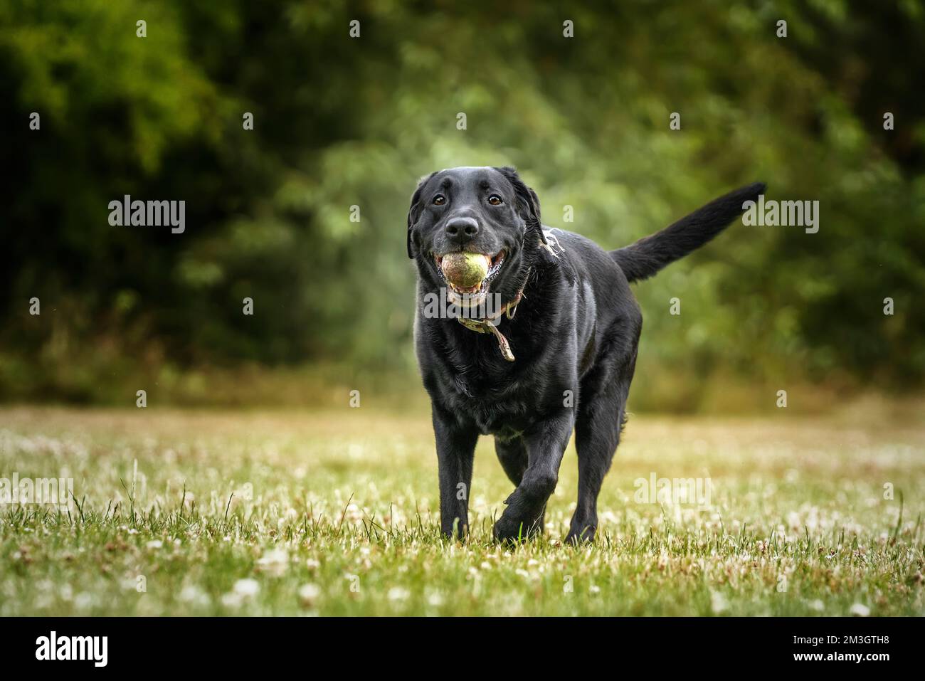 Black Labrador walking towards the camera with a ball in his mouth ...