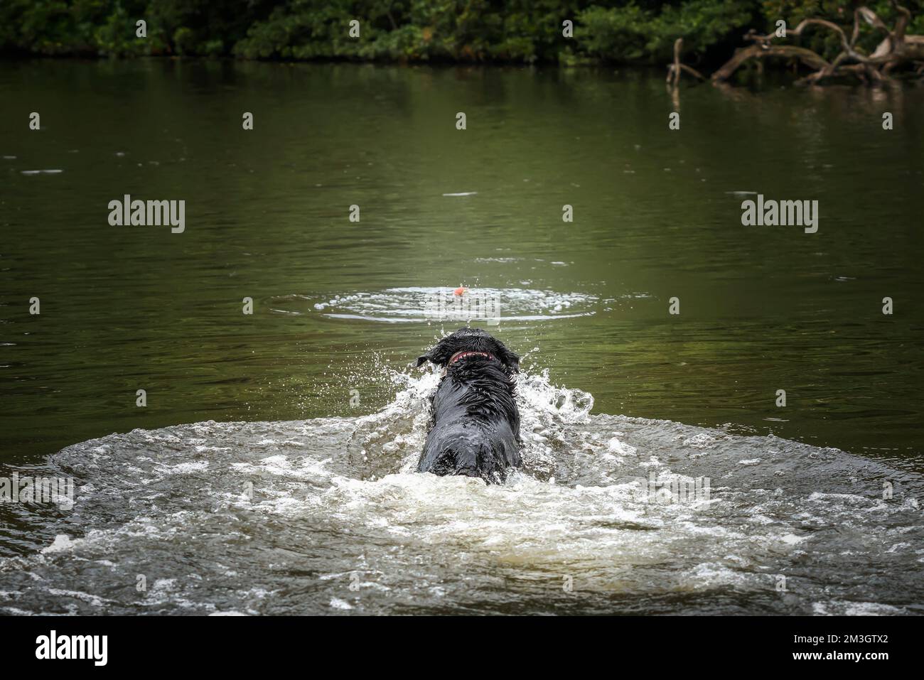 Black Labrador swimming in a green lake to retrieve his ball Stock Photo