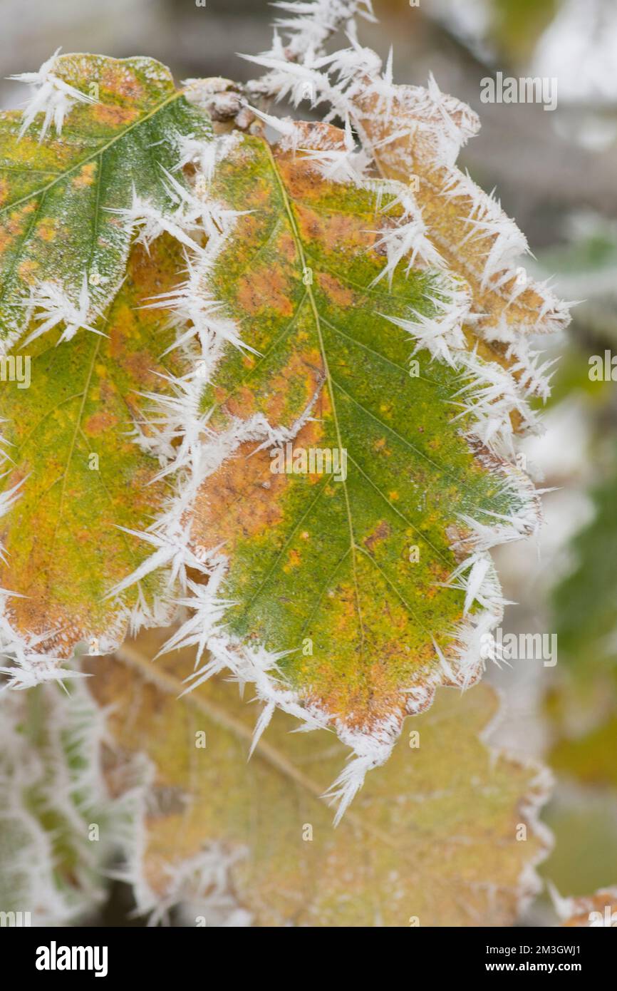 Frosty autumn oak leaf hi-res stock photography and images - Alamy