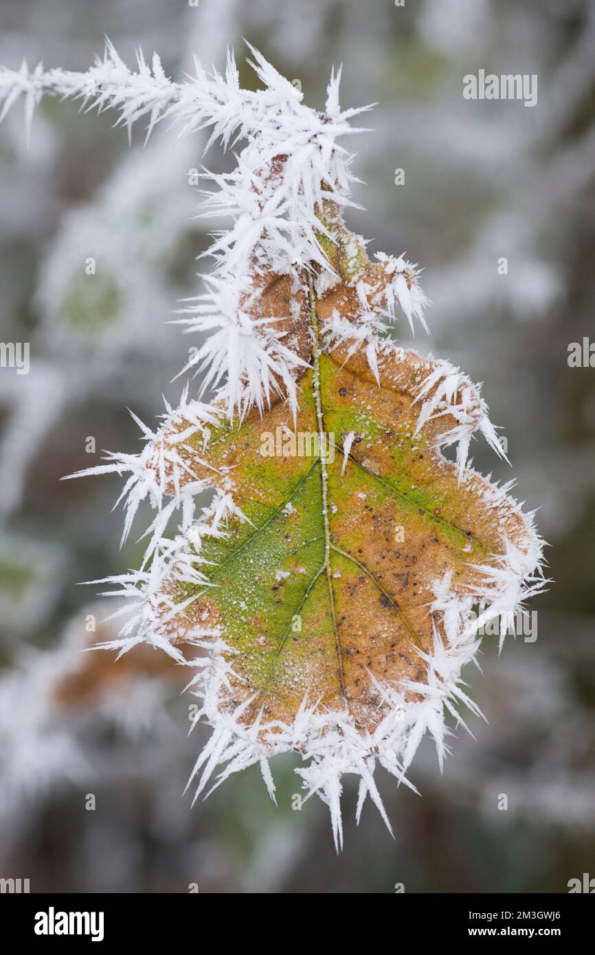 Pedunculate oak, English oak, Quercus robur, hoar frost on coloured autumn leaves, frosted edges, yellow golden green, Sussex, UK, December Stock Photo