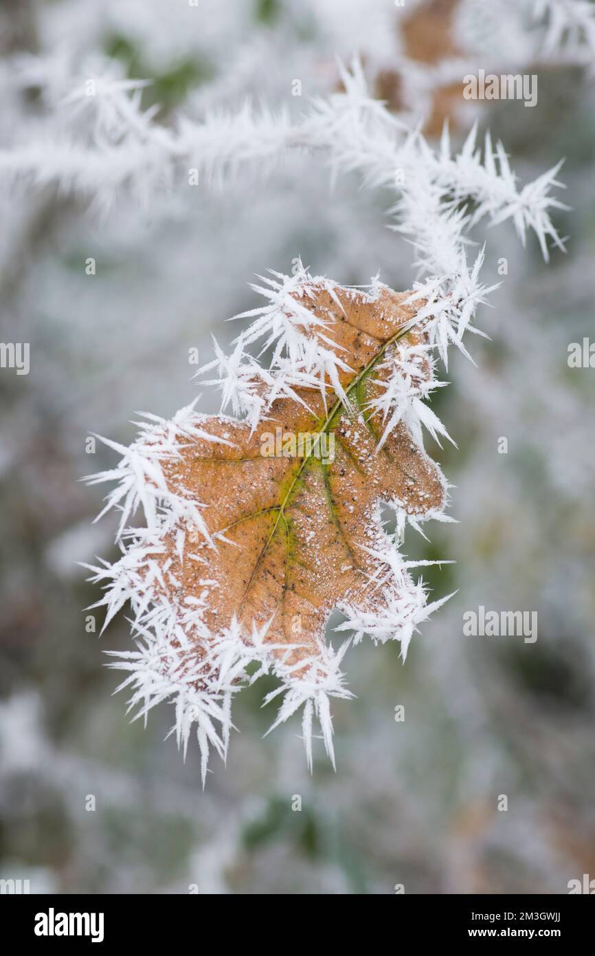 Pedunculate oak, English oak, Quercus robur, hoar frost on coloured autumn leaves, frosted edges, yellow golden green, Sussex, UK, December Stock Photo