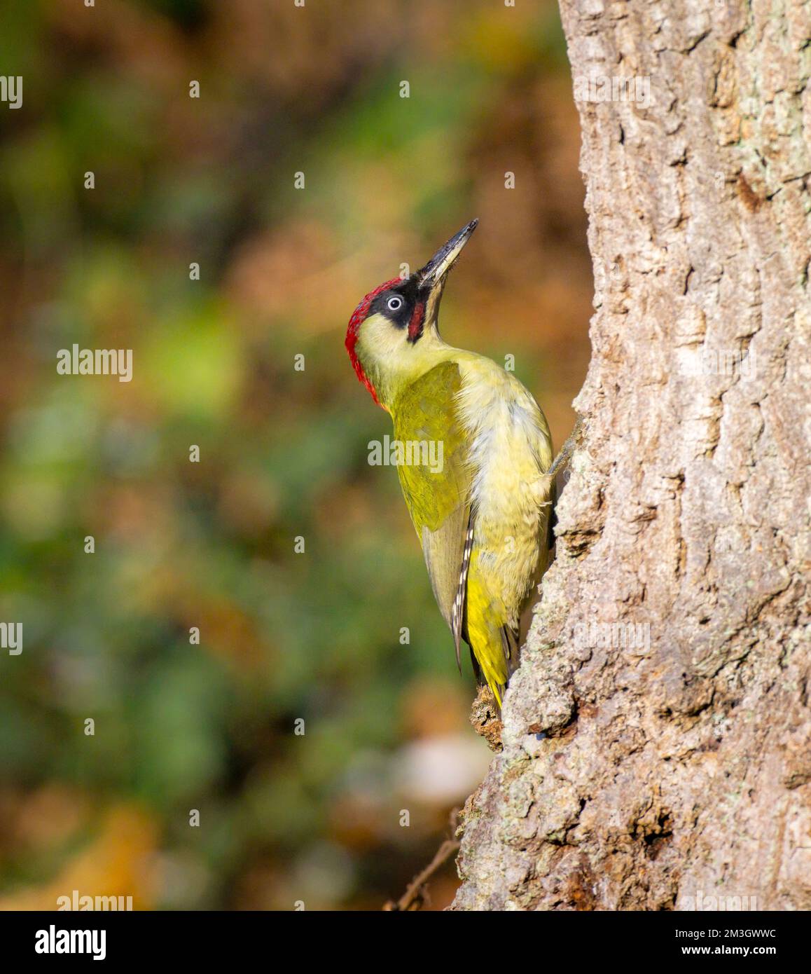 Green woodpecker on oak tree trunk, Burnham Beeches, UK Stock Photo