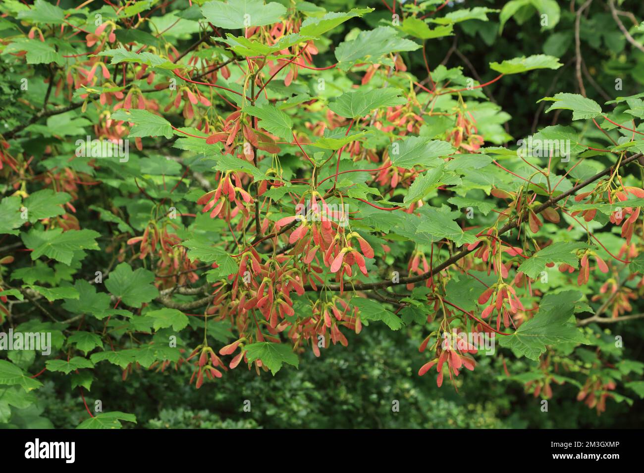 Sycamore leaves and seeds (keys) on tree in Scout Wood, Silverdale ...