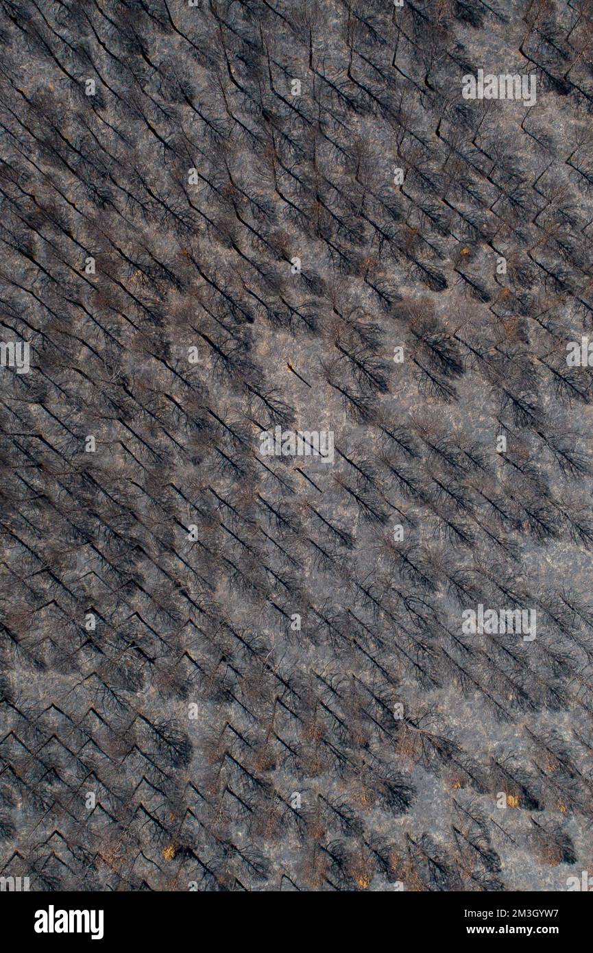 An aerial view of a burnt forest after the fire Stock Photo - Alamy