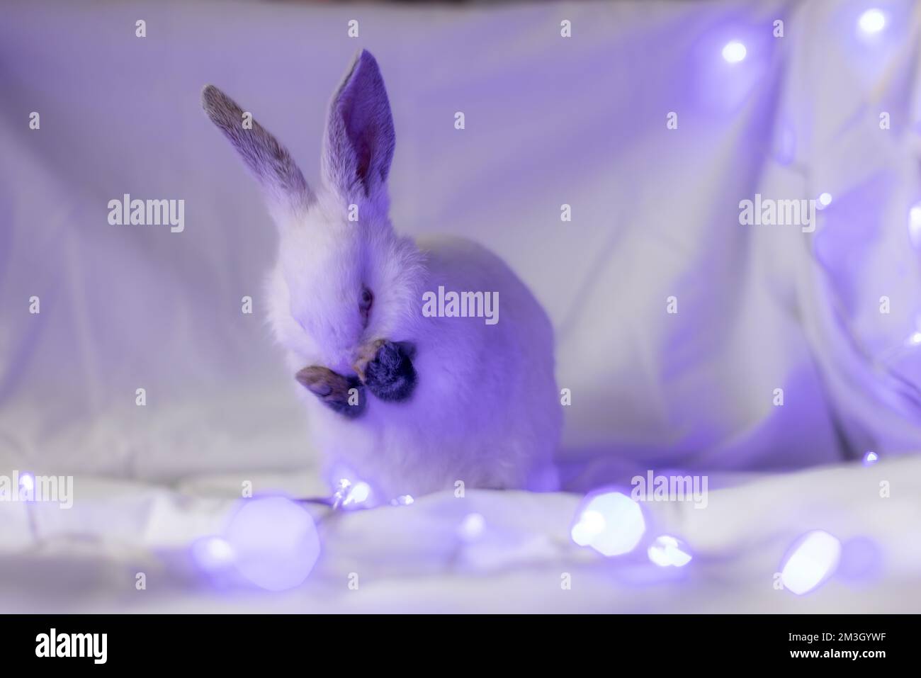 Paws Ribbit Small white rabbit close its nose with paws. Rabbit is washing ...