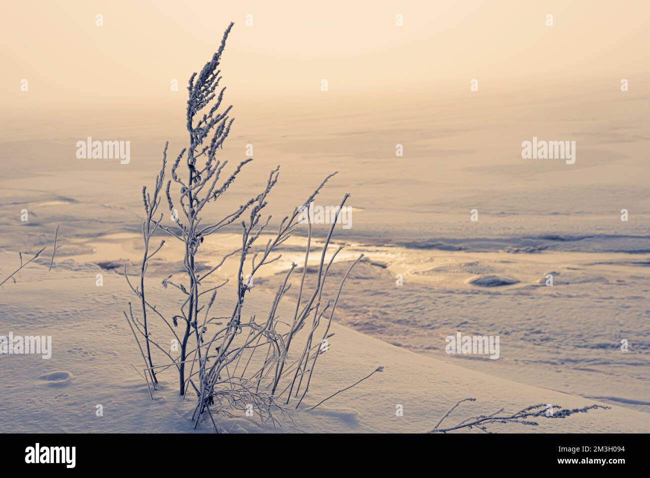 Weeds and grasses poking through the snow over a frozen field of ice. Stock Photo