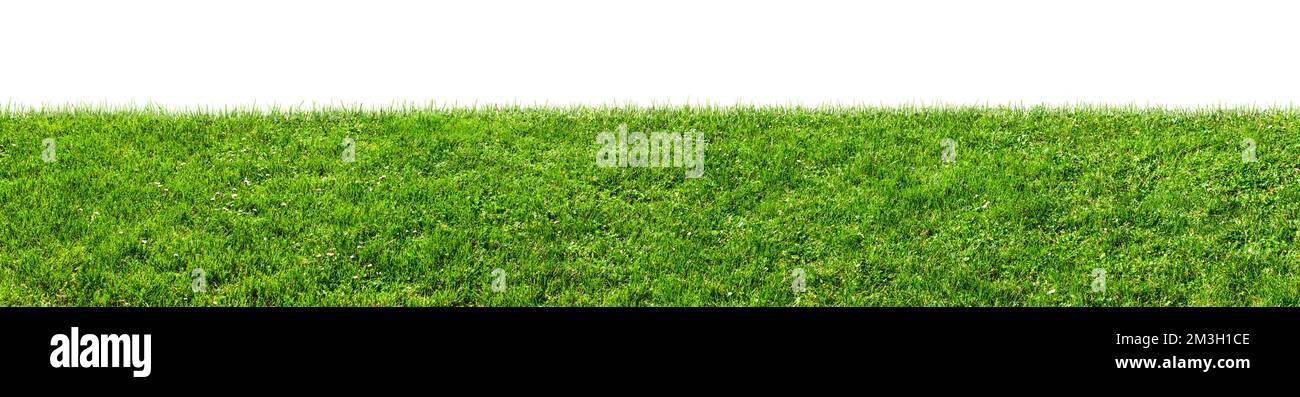 green grass field isolated on white background Stock Photo - Alamy