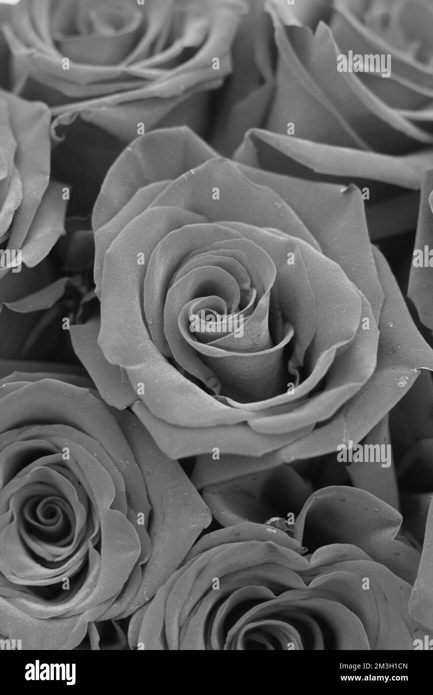 Stunning flower bouquet Black and White Stock Photos & Images - Alamy