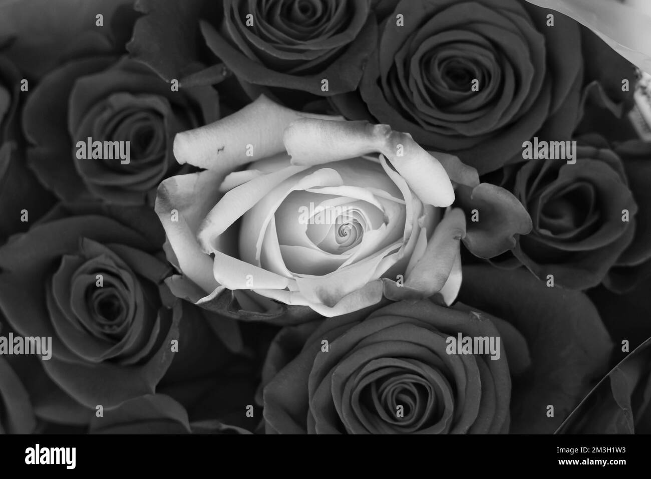 Stunning flower bouquet Black and White Stock Photos & Images - Alamy