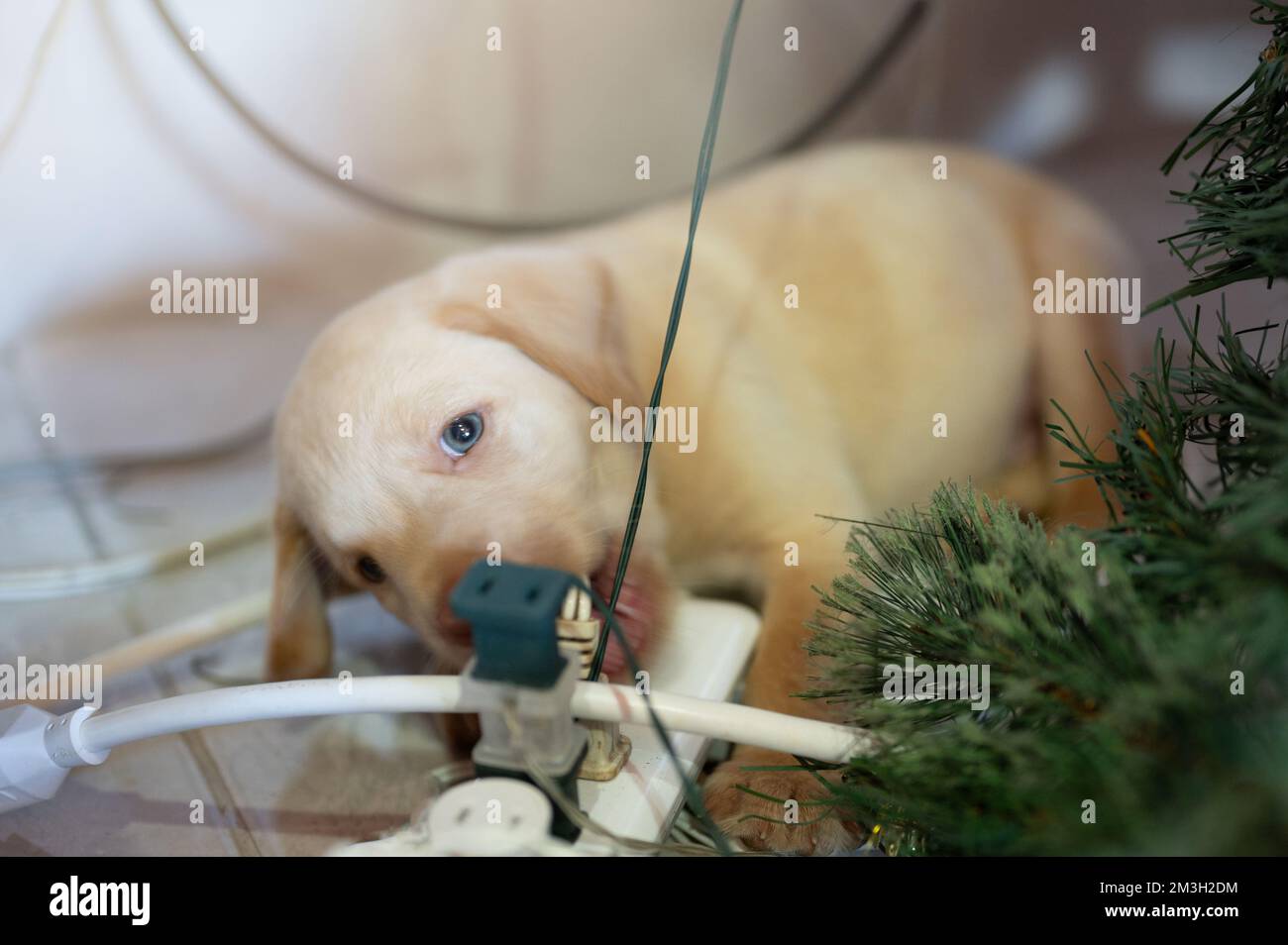 Puppy biting electrical cables in house close up view Stock Photo