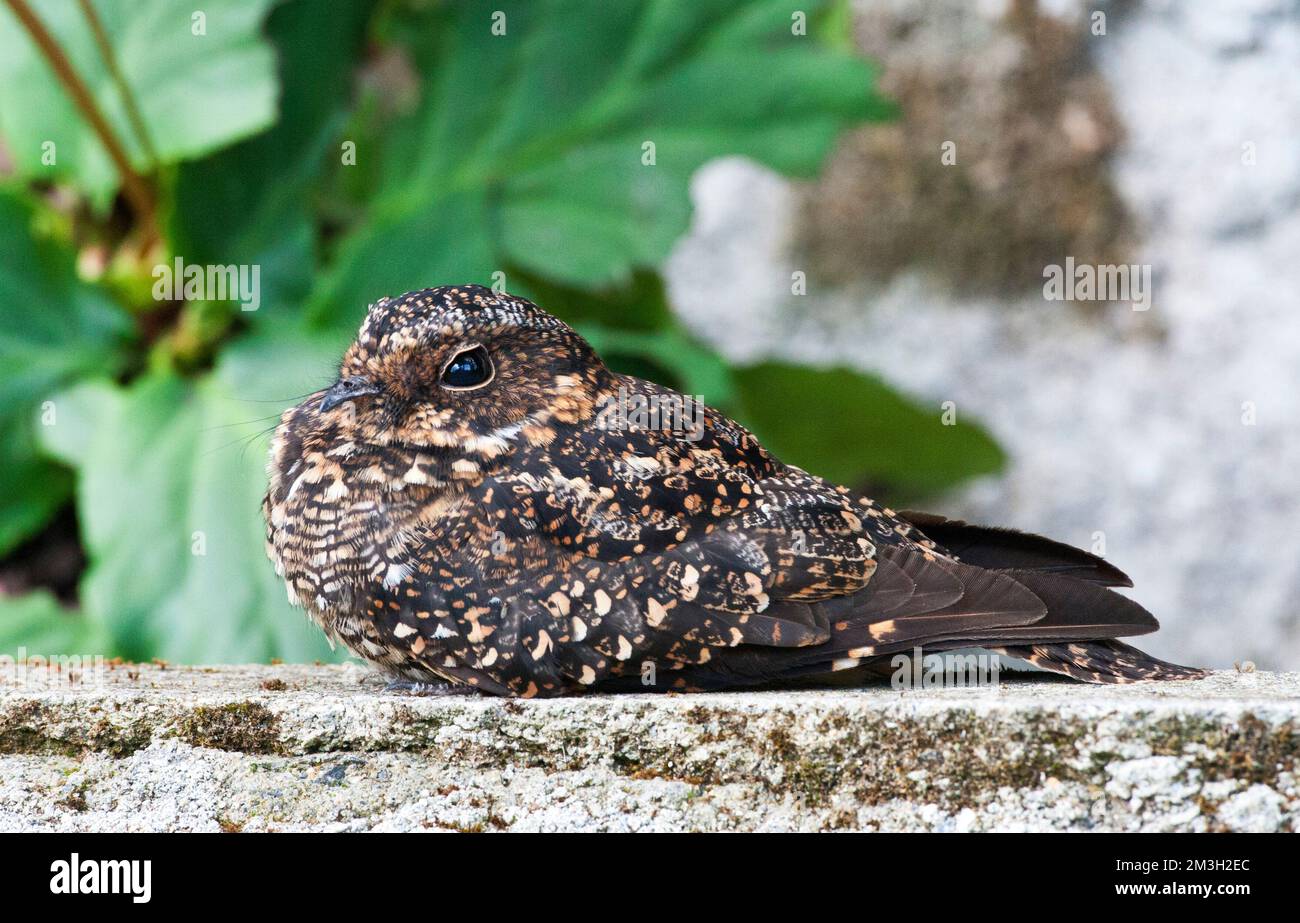 Vleugelbandnachtzwaluw zittend op een rand van een muurtje; Band-winged Nightjar perched on a edge of a wall Stock Photo