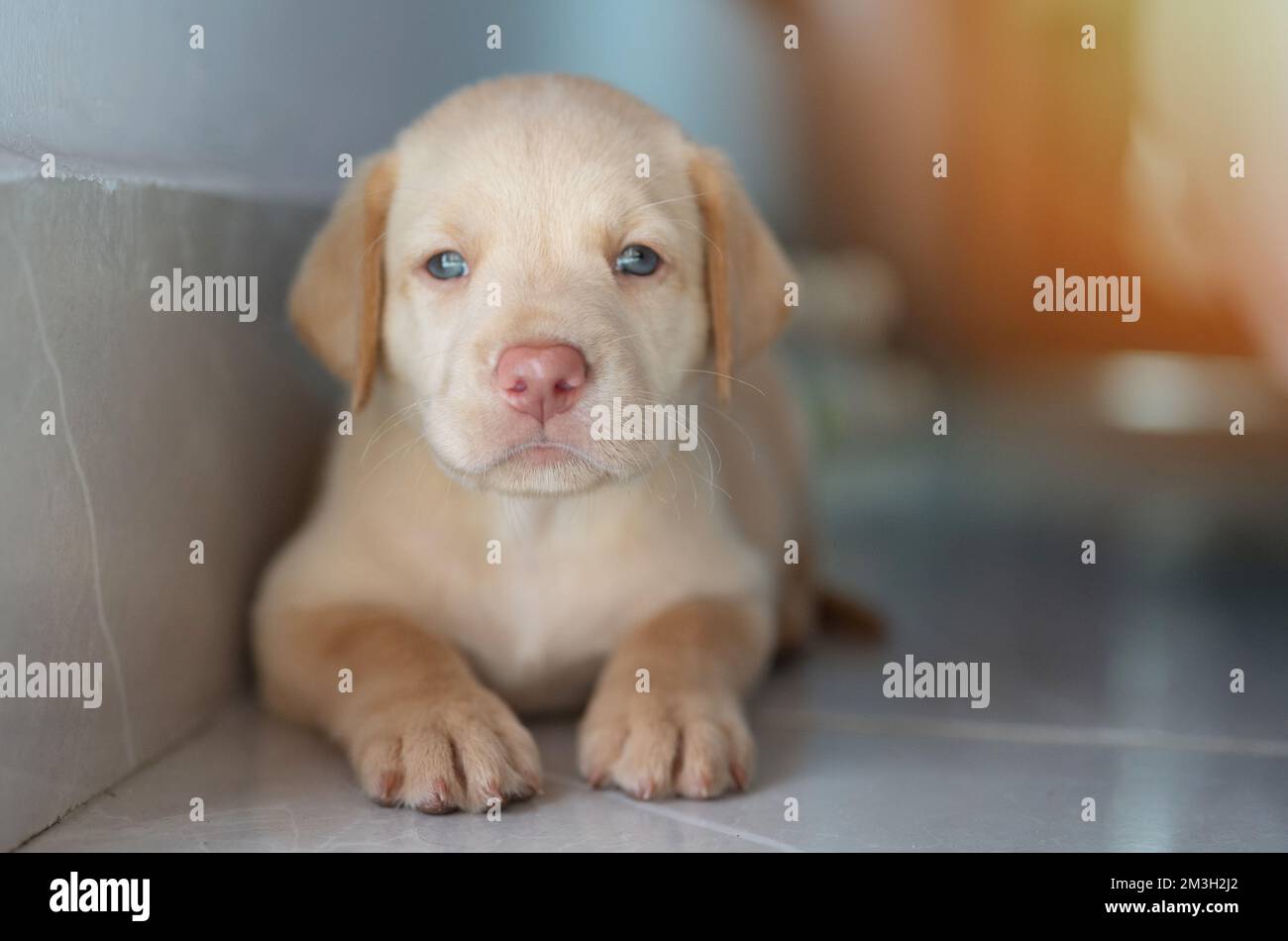 Portrait of labrador puppy dog laying on house floor Stock Photo