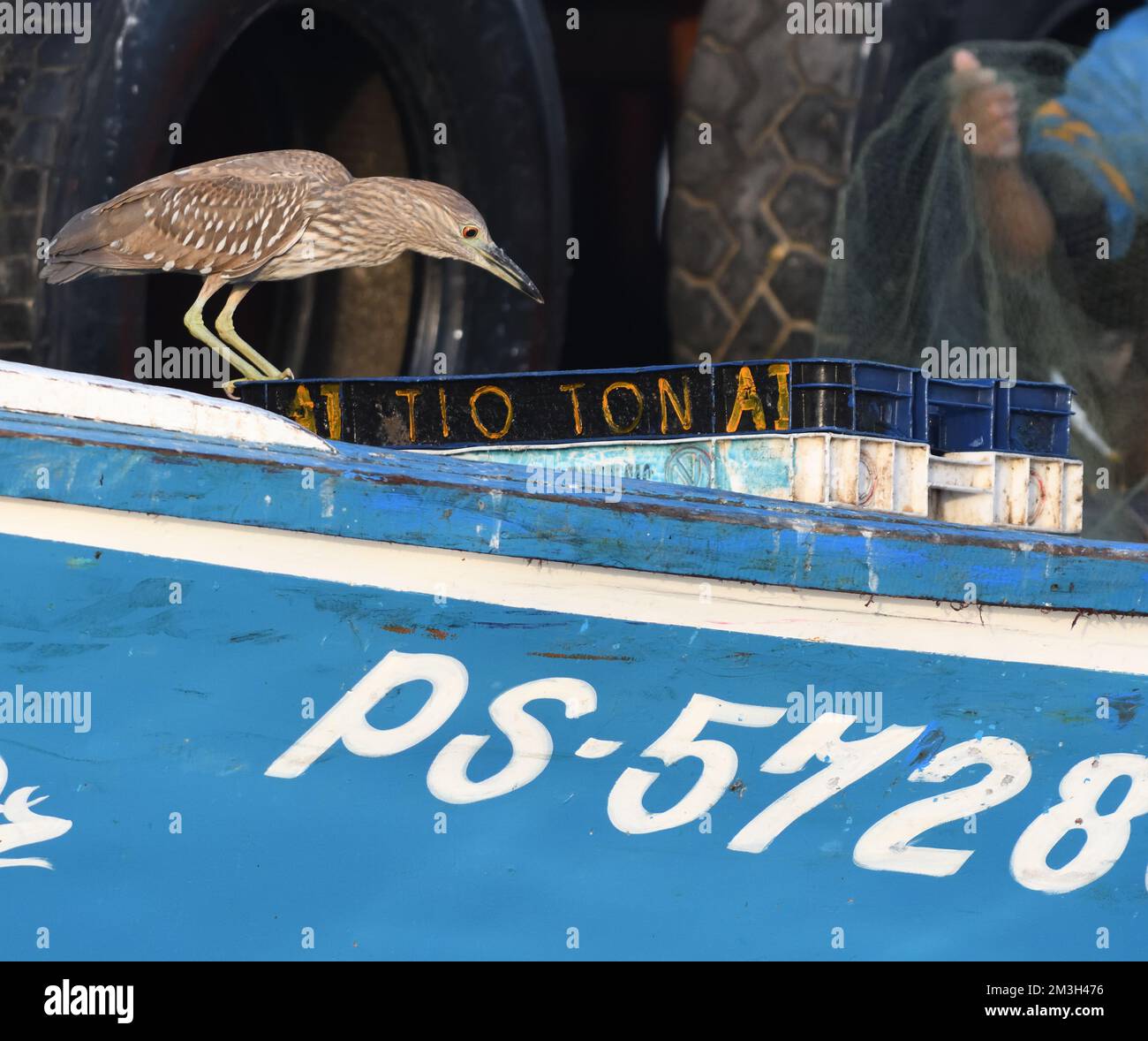 A juvenile black-crowned night heron (Nycticorax nycticorax) perches on a fishing boat anchored off the sandy beach at Paracas. Paracas, Ica, Peru. Stock Photo
