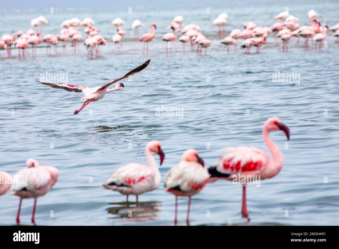 Namibia Flamingos Group Of Pink Flamingos Birds Near Walvis Bay The Atlantic Coast Of Namibia