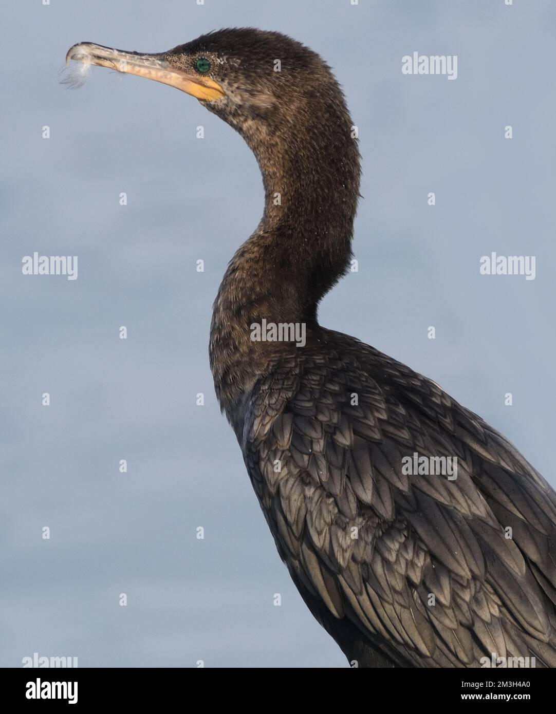 A neotropic cormorant (Nannopterum brasilianum) perches on a fishing boat anchored off the sandy beach at Paracas. Paracas, Ica, Peru. Stock Photo