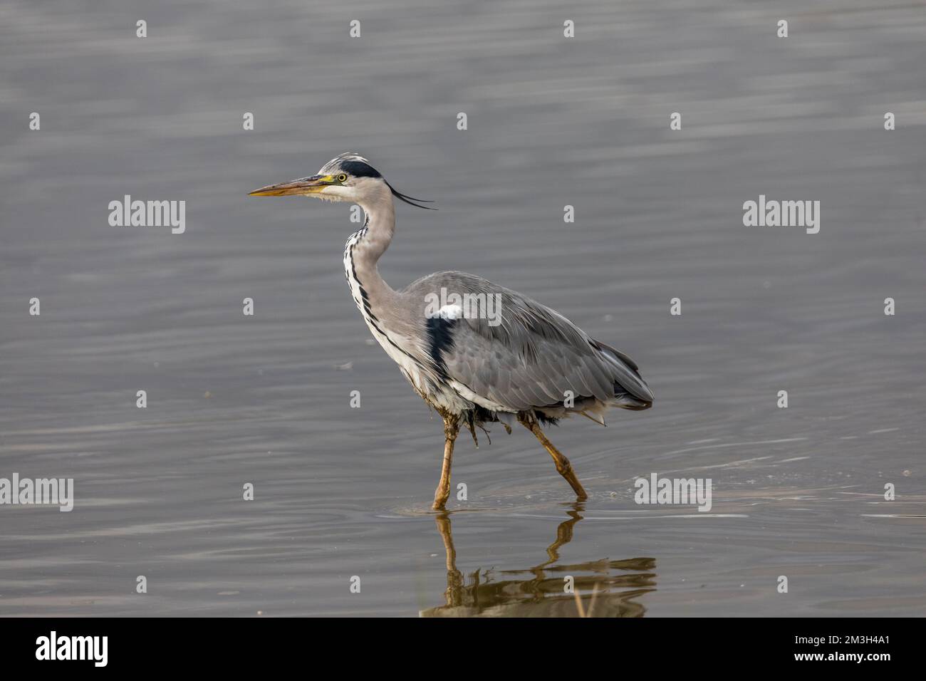 Grey Heron; Ardea cinerea; UK Stock Photo