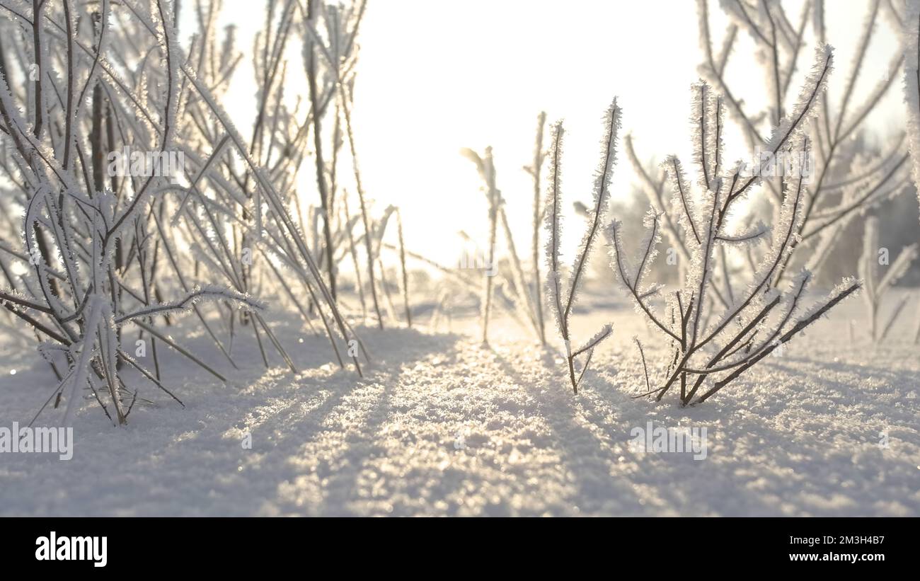 Icy bush shining under the sun, winter severe frost landscape. Creative. Snow desert with white beautiful field with bushes Stock Photo