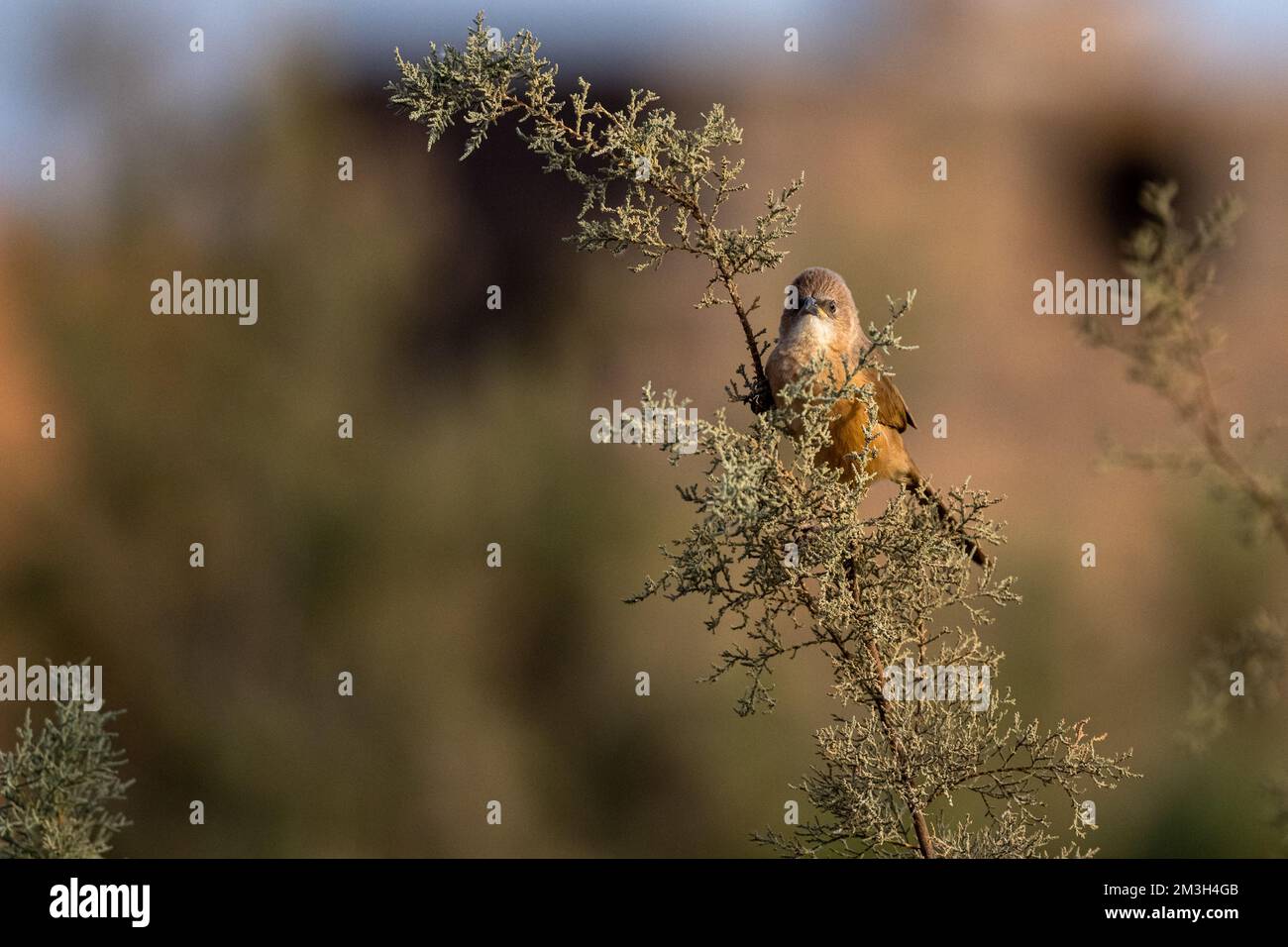 Fulvous Babbler, Fulvous Chatterer, Argya fulva, Turdoides fulva. Sahara desert, Morocco. Stock Photo