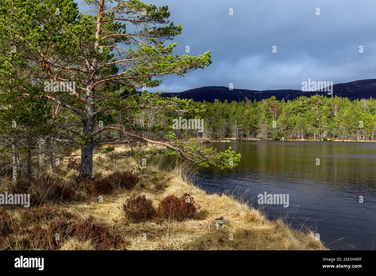 Loch Morlich; Cairngorms; Scotland Stock Photo