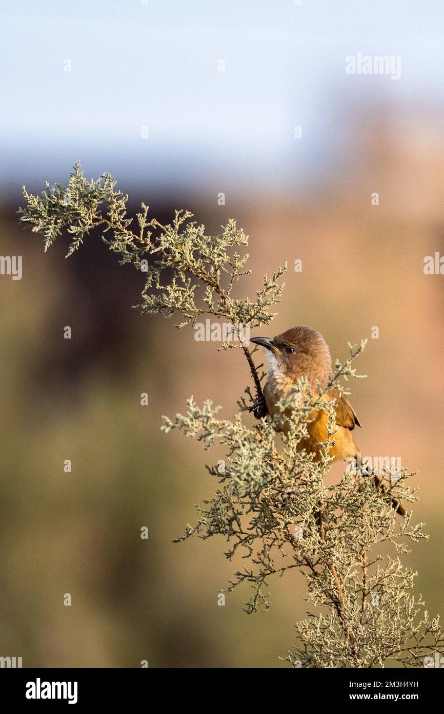 Fulvous Babbler, Fulvous Chatterer, Argya fulva, Turdoides fulva. Sahara desert, Morocco. Stock Photo