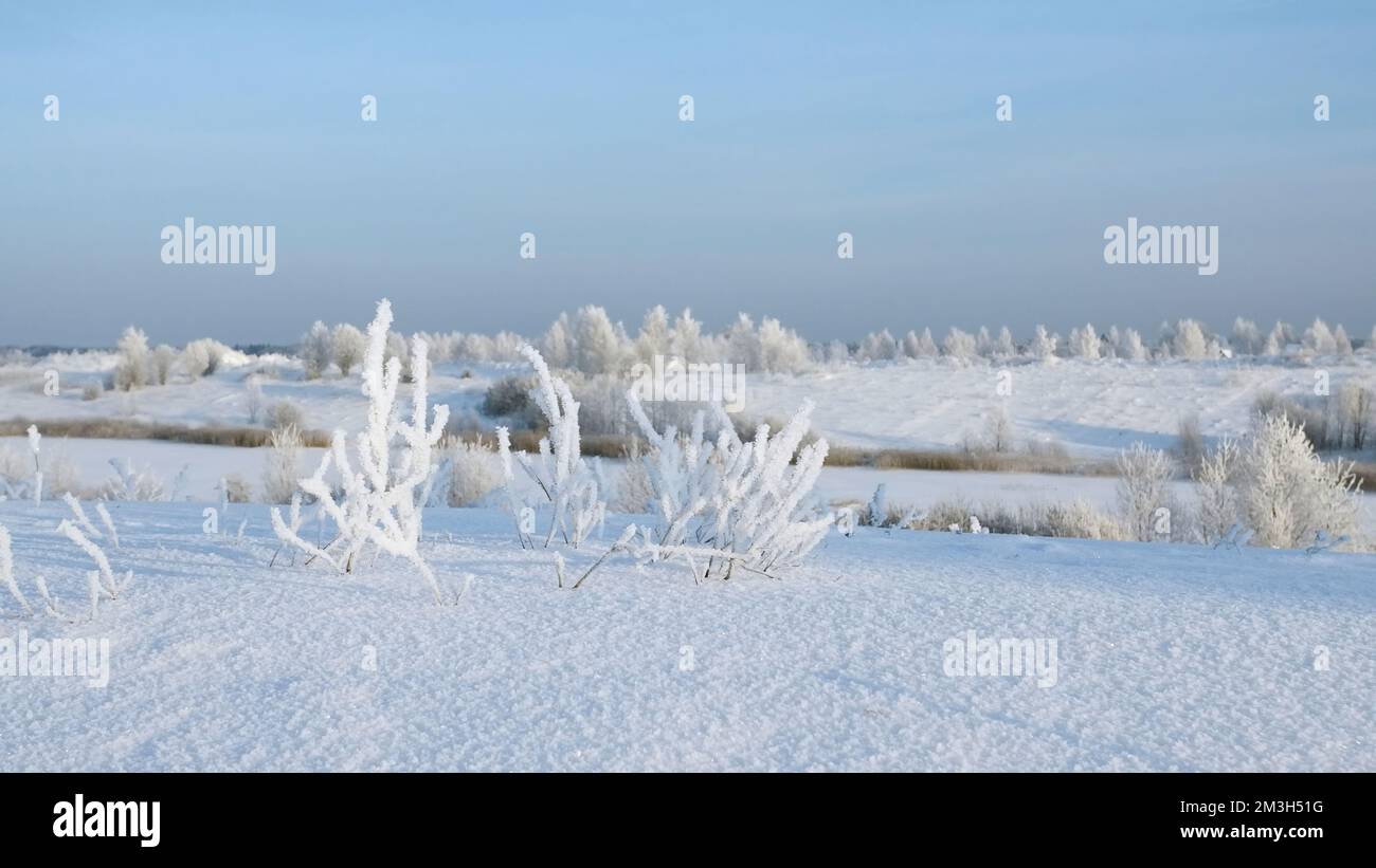 Icy bush shining under the sun, winter severe frost landscape. Creative. Snow desert with white beautiful field with bushes Stock Photo