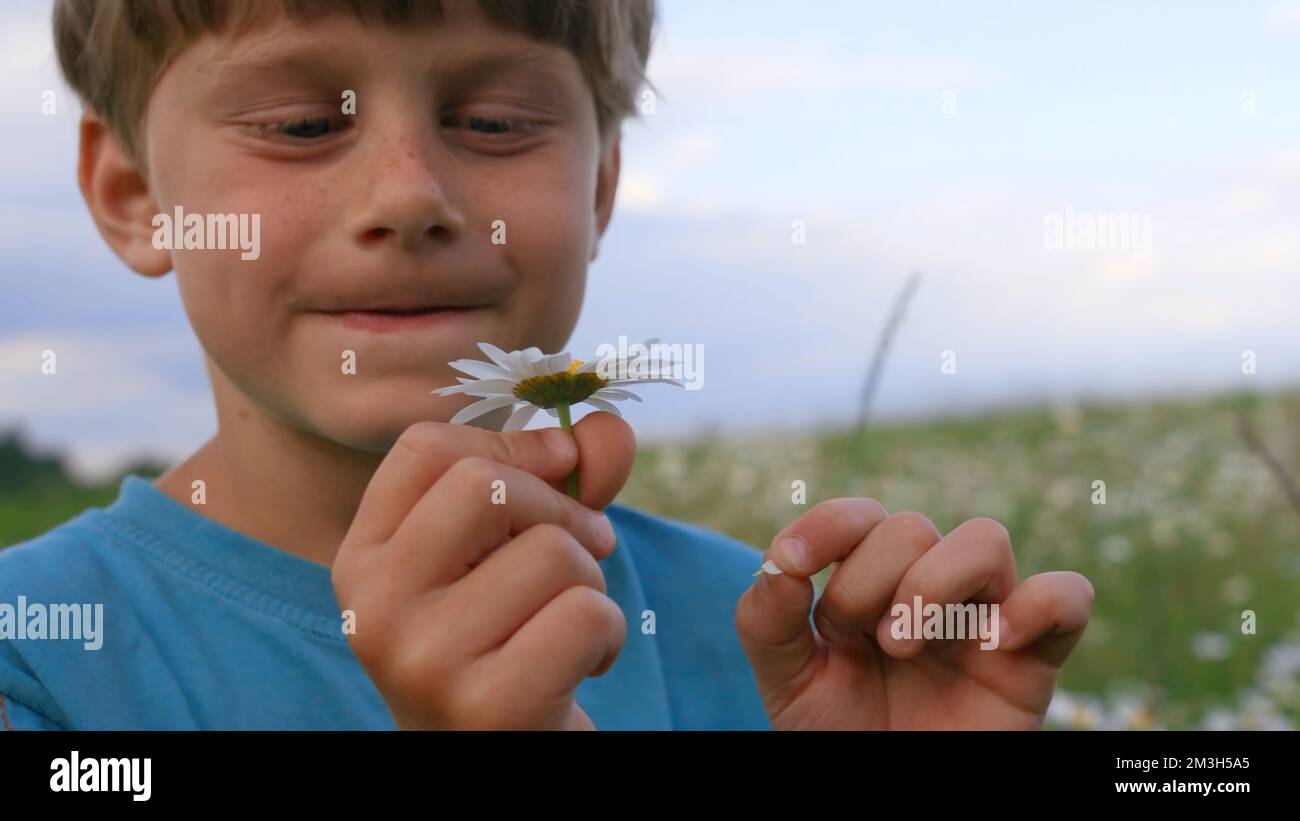 A beautiful blue-eyed boy. Creative. A small child with a cute face walking through a chamomile field and looking at small flowers. High quality 4k fo Stock Photo - Alamy