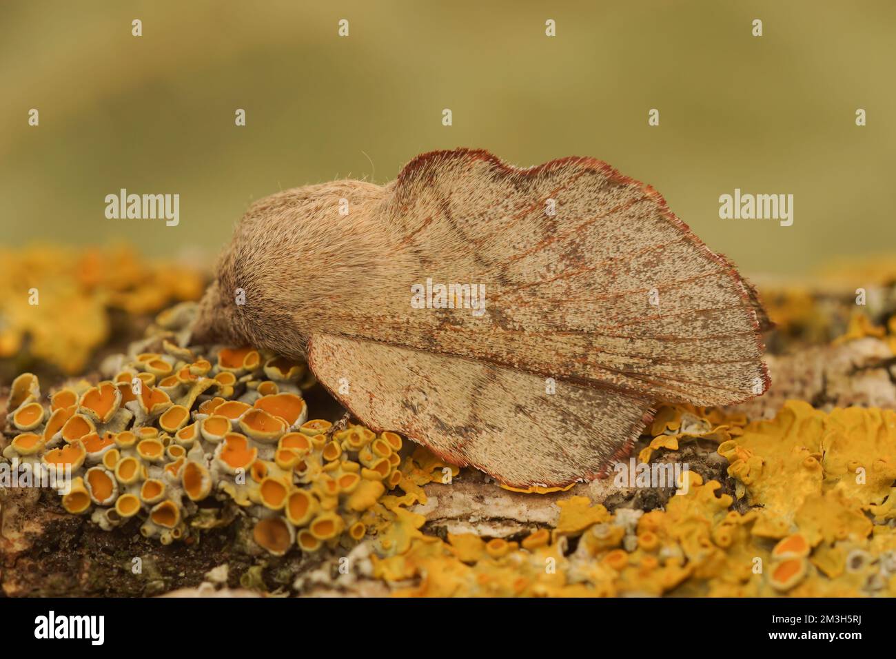 Detailed closeup of the Cork-oak Lappet moth, Phyllodesma suberifolia Stock Photo