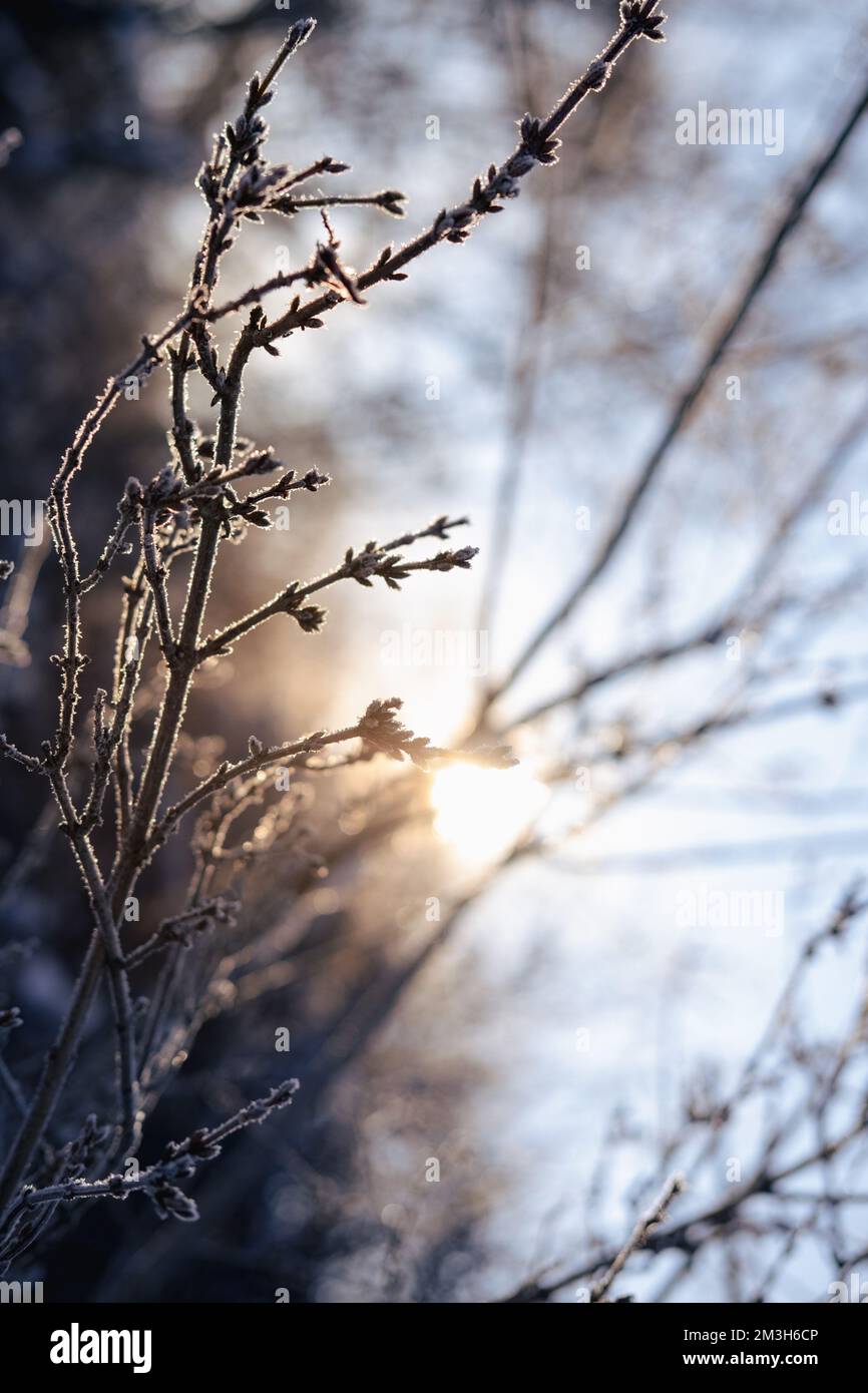 Winter solstice in snowy forest or park natural scene. Hibernal solstice. Sparkling snow in the