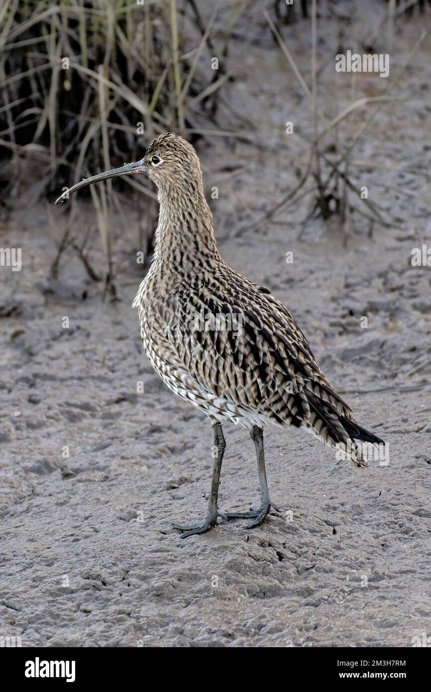 Curlew Rspb Curlew feeding at RSPB titchwell, Norfolk, England Stock Photo - Alamy