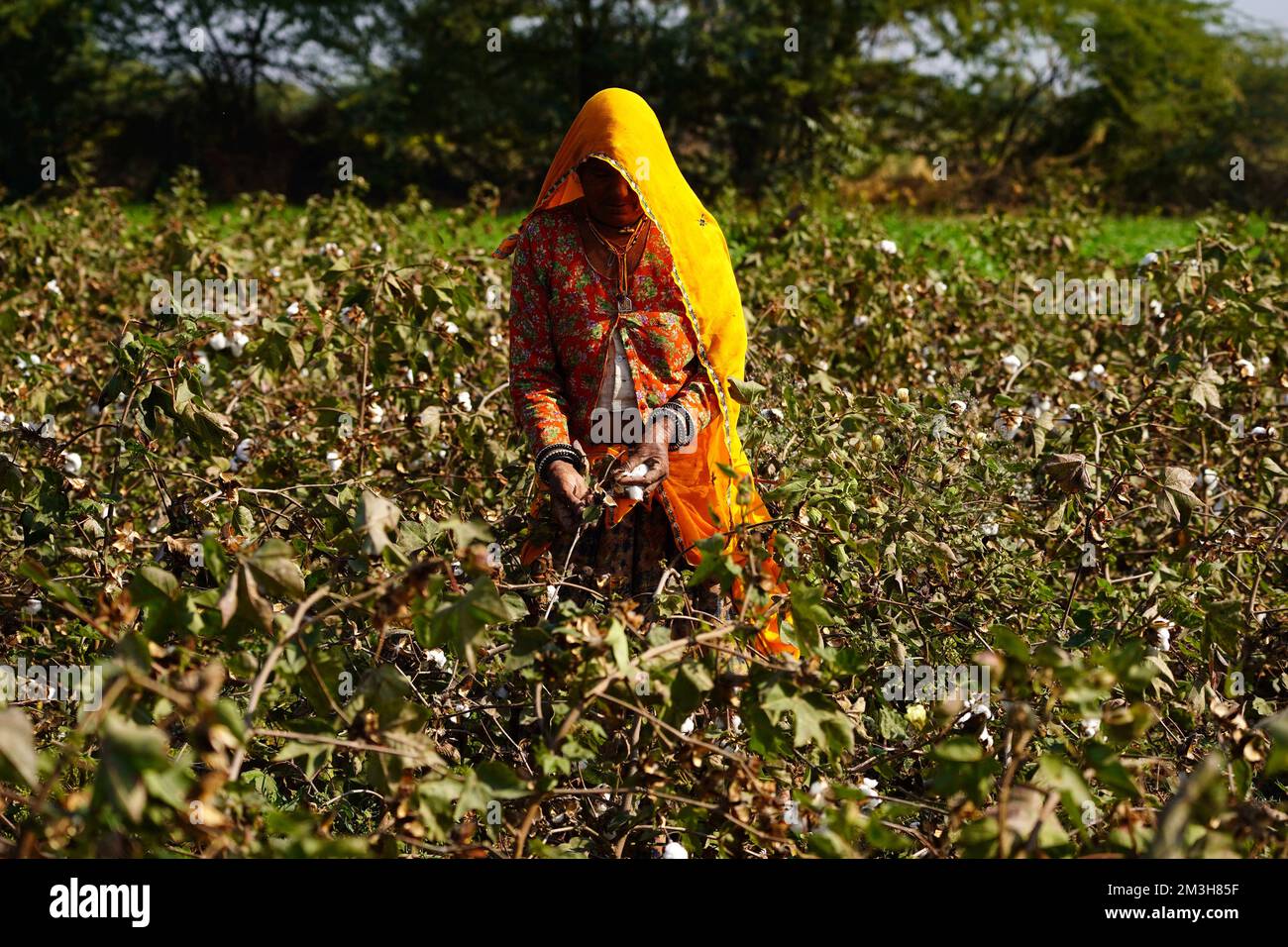 Indian woman in cotton field hi-res stock photography and images - Alamy