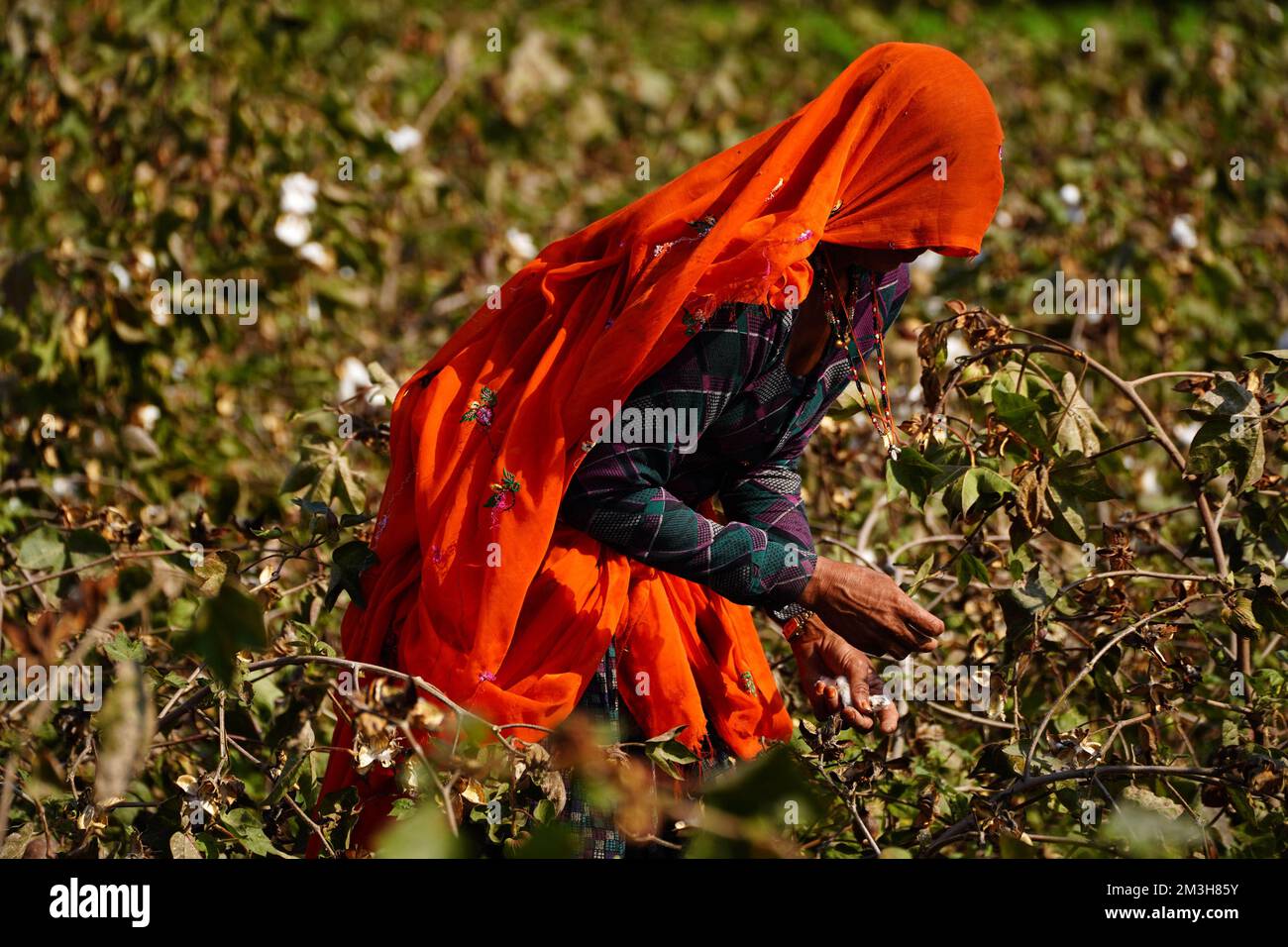 Indian Woman Farmer Harvest cotton in a field on the outskirts of Ajmer