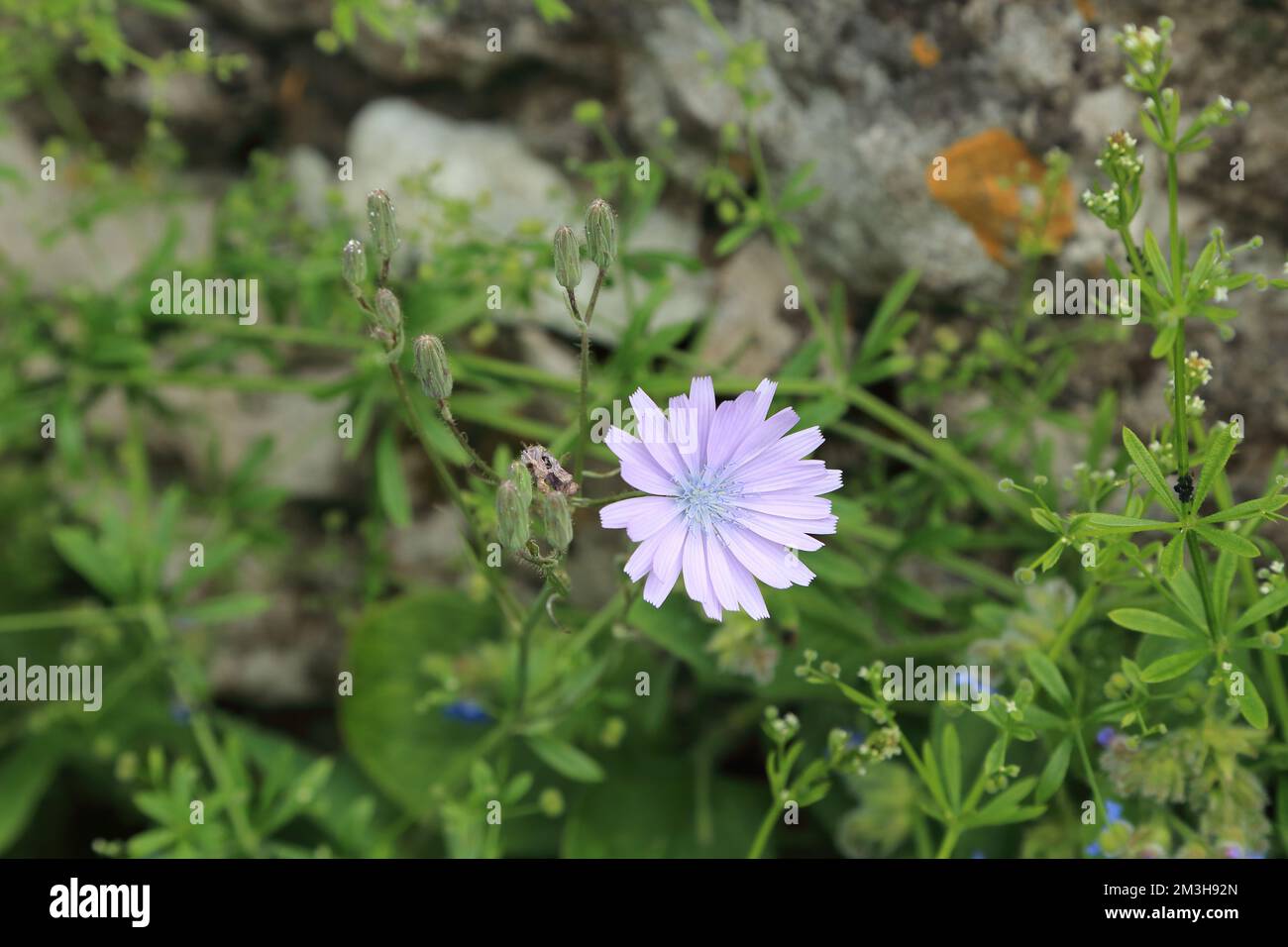 Flowering chicory plant (cichorium intybus) also known as blue daisy, blue dandelion, coffee weed, horseweed, ragged sailors, wild endive etc growing Stock Photo