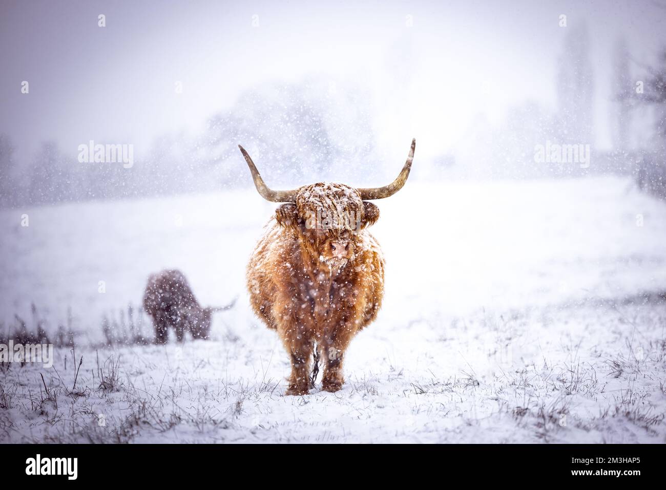 Brown majestic Highland Cattle with horns on a snowfield in Germany in a cold winter in a snow storm Stock Photo