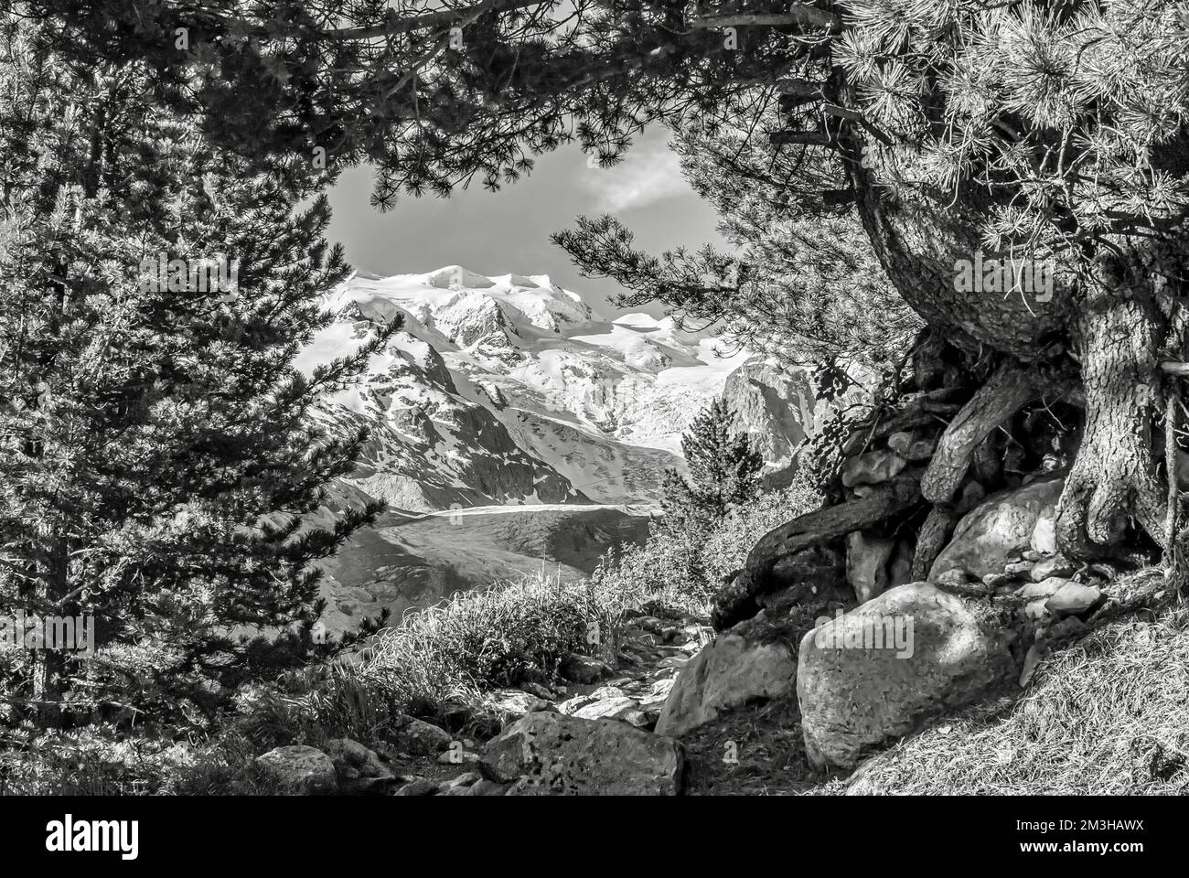 Morteratsch Glacier seen through a tree tunnela from a hiking path, Engadine, Switzerland in black and white Stock Photo