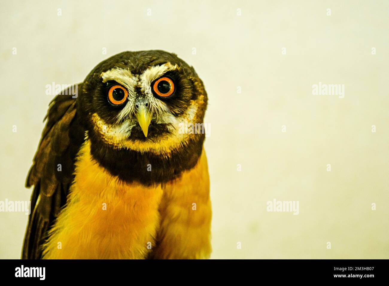Pulsatrix perspicillata or spectacled owl is a species of strigiform bird in the Strigidae family Stock Photo